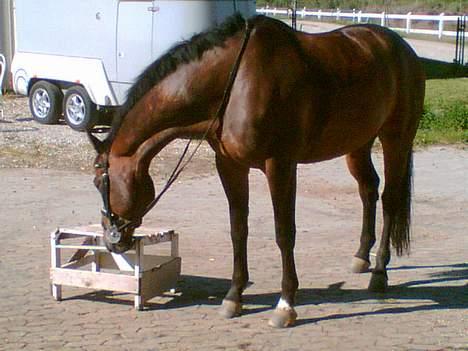 Dansk Varmblod Attraktiv Firfod - Juni 2006 billede 14