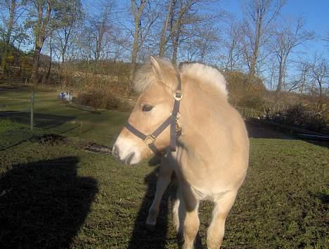 Fjordhest Casus - solgt :'( - Casus på marken billede 5