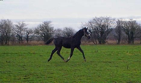 Dansk Varmblod  Lancelot- Solgt billede 19