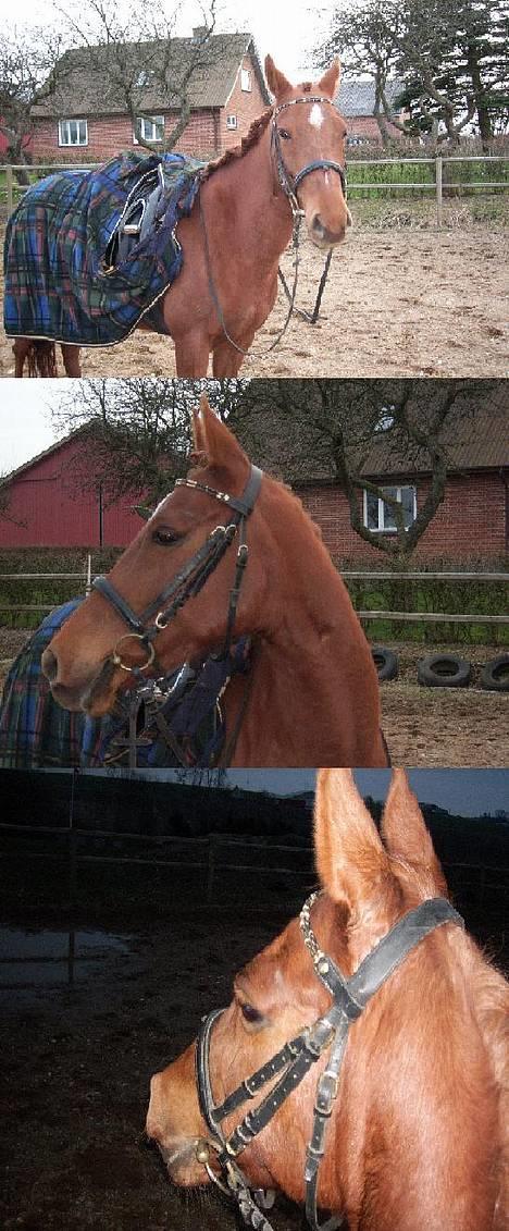 Arabisk fuldblod (OX) Splint billede 15