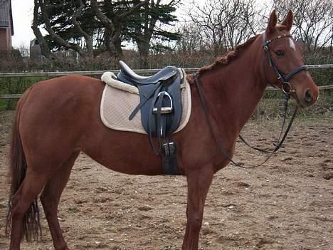 Arabisk fuldblod (OX) Splint billede 16