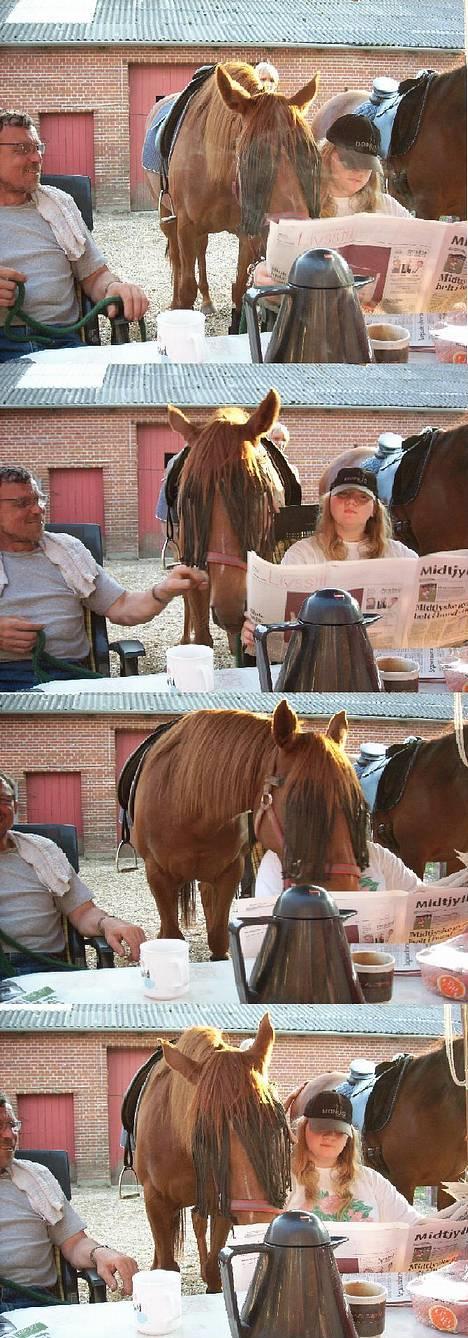 Arabisk fuldblod (OX) Splint - Splint læser avis (: billede 17