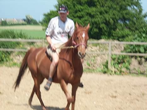 Arabisk fuldblod (OX) Splint - Min fætter ville lige prøve hende :b billede 18