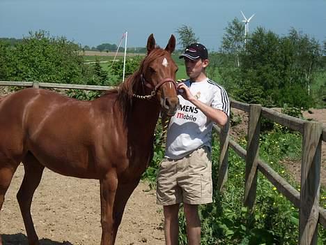 Arabisk fuldblod (OX) Splint billede 19