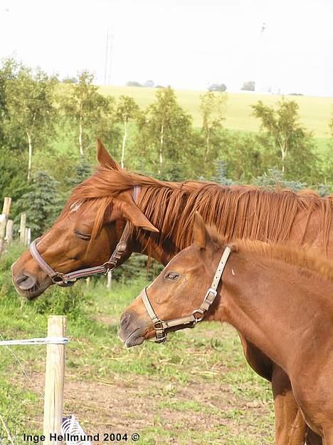 Arabisk fuldblod (OX) Splint - Splint og hendes første føl (: billede 20