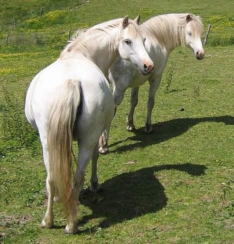 Welsh Pony (sec B) Korreborg's Gazella død - Zella & Leo på engen sommer 2005 billede 7