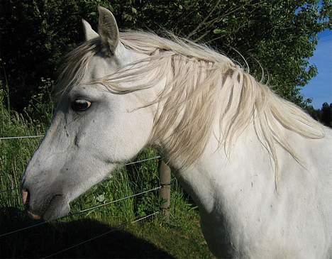 Welsh Pony (sec B) Korreborg's Gazella død - sommer 2005 billede 8