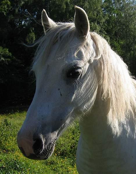 Welsh Pony (sec B) Korreborg's Gazella død - sommer 2005 billede 9