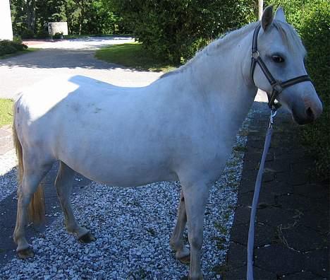 Welsh Pony (sec B) Korreborg's Gazella død - sommer 2005 billede 10