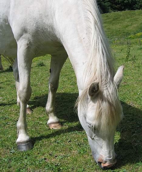Welsh Pony (sec B) Korreborg's Gazella død - sommer 2005 billede 11