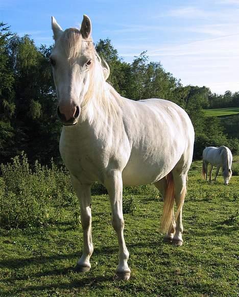 Welsh Pony (sec B) Korreborg's Gazella død - sommer 2005 billede 13