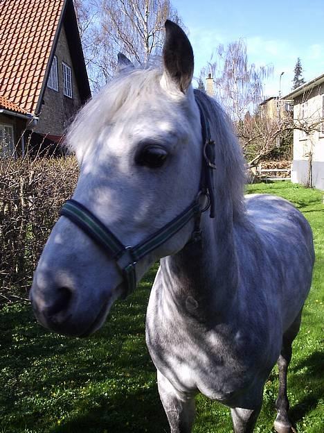 Anden særlig race Romeo (solgt) - den smukke pony ;D billede 10