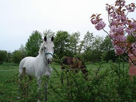 Anden særlig race Flicka(solgt ) * - hej..:) billede 10