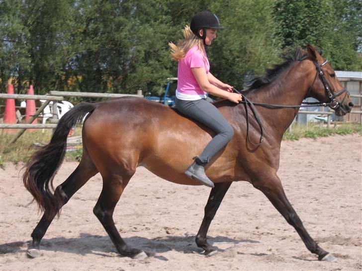 Hollandsk Varmblod Uradja Times-Radja † (07) - (17) En dejlig galop uden sadel.Næsten da hun ville ikke gå til bidet så det var lidt hårdt billede 17