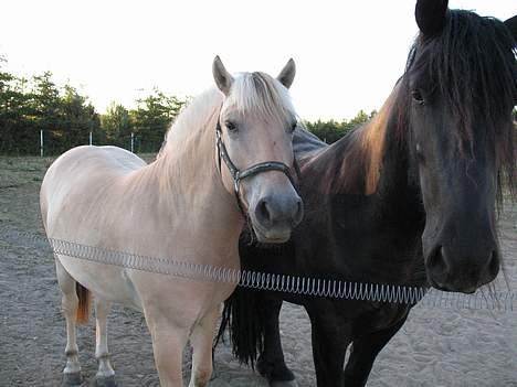 Fjordhest Anakin *SOLGT* billede 4