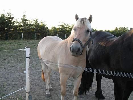 Fjordhest Anakin *SOLGT* billede 5