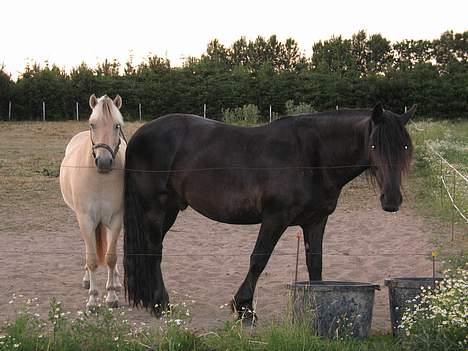 Frieser Castello Schelde *SOLGT* billede 8