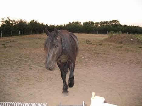 Frieser Castello Schelde *SOLGT* billede 13