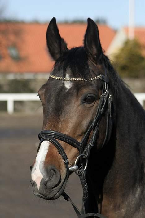 Trakehner Maybe (solgt) - Smukke Maybe <3 billede 1