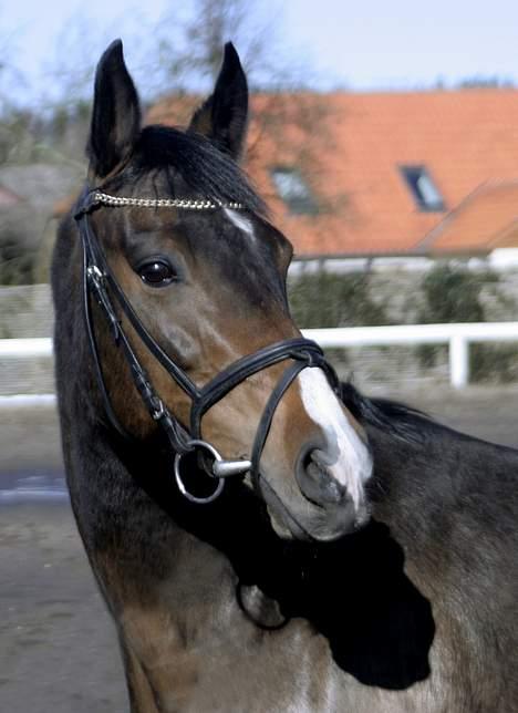 Trakehner Maybe (solgt) - .. Ihh <3 .. billede 2