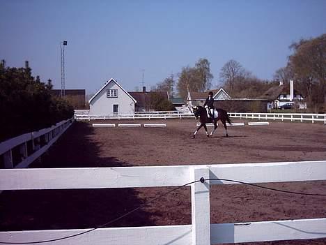 Trakehner Maybe (solgt) - . Det eneste stævne jeg var til . ! billede 7