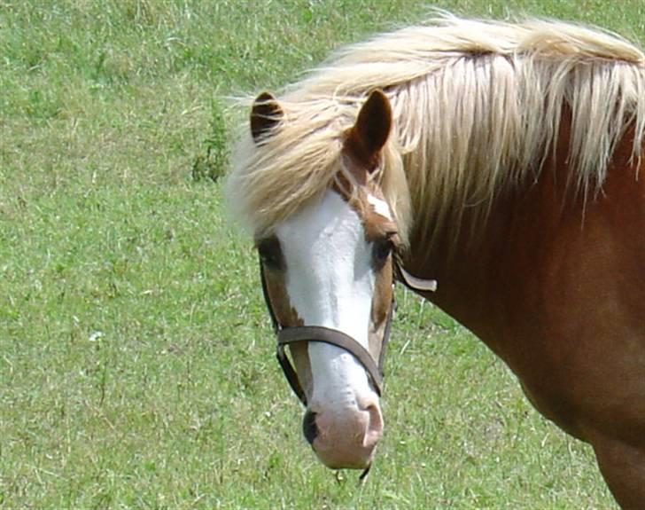 Anden særlig race | Jambo *Solgt* - *1* Jambo, med store nuttede øjne!! <33 Foto: Min mor billede 1