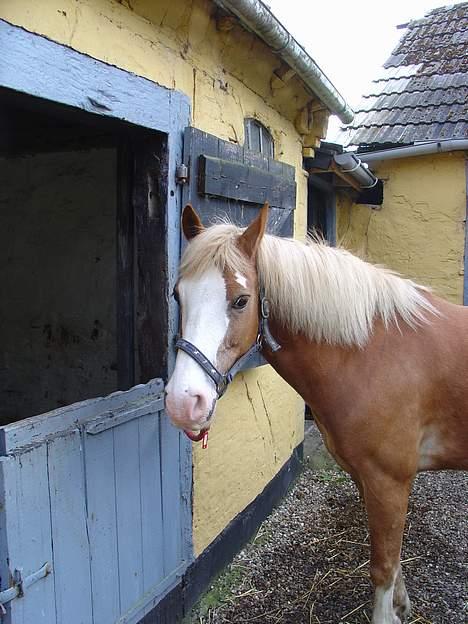 Anden særlig race | Jambo *Solgt* - *2* Hva´? Tar´ du billeder af mig. Foto: Min mor billede 2