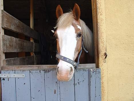 Anden særlig race | Jambo *Solgt* - *3* Sådan ser Jambo ud om morgenen, når han ligget ned og sovet. XD Foto: Mig billede 3