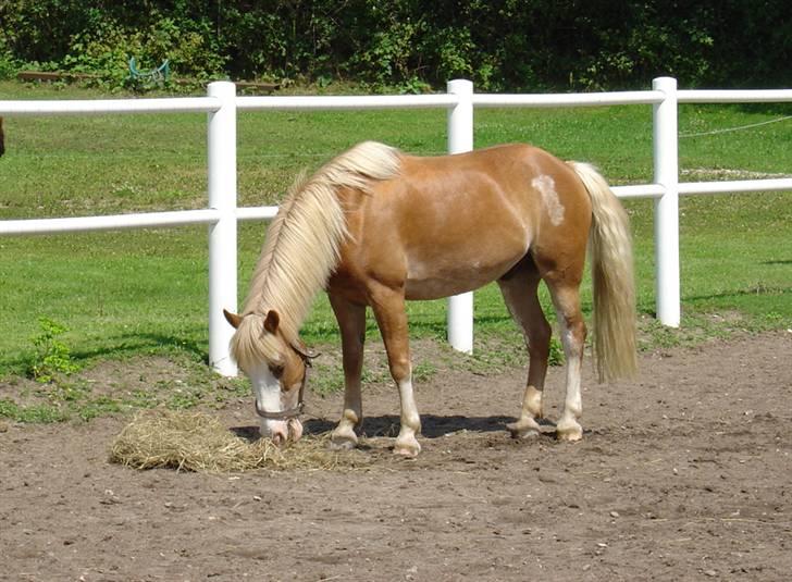 Anden særlig race | Jambo *Solgt* - *4* Jambo, med skinnende pels... SMUK! Foto: Min mor billede 4