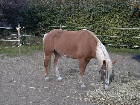 Anden særlig race | Jambo *Solgt* - *5* Jambo. Foto: Min mor billede 5