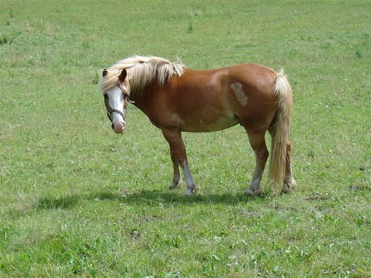 Anden særlig race | Jambo *Solgt* - *6* Jambo <3 Foto: Mig billede 6