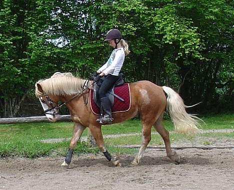 Anden særlig race | Jambo *Solgt* - *7* Her rider vi dressur. Foto: Min mor billede 7