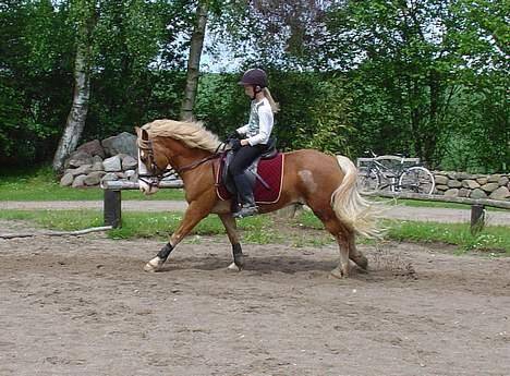 Anden særlig race | Jambo *Solgt* - *8* Dressur, igen... :D Foto: Min mor billede 8