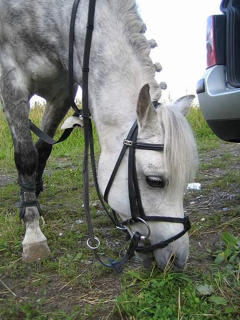 Anden særlig race Romeo (solgt) -  ;D billede 11