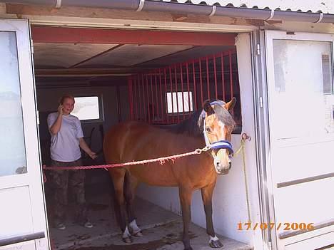 New Forest Starlight - Er jeg ikk smuk? billede 5