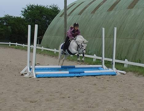 Welsh Mountain (sec A) |Schnoor´S Tabita *Solgt* - *14* Her springer mig og Lavita plastik... :D Foto: Min mor billede 14