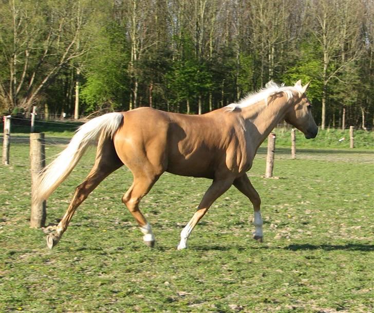 Palomino Østrupgårds Girlpower - Her ses en af de sjældne gange hvor halen faktisk er hvid ;) billede 7