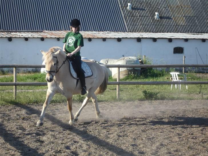 Anden særlig race Rasmus *solgt* - Rider lidt rundt på banen.. :3 billede 8