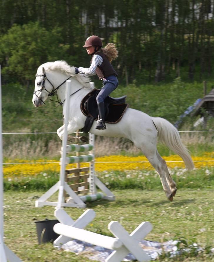 Welsh Mountain (sec A) |Schnoor´S Tabita *Solgt* - *18* Springer MB derhjemme Foto: Min mor billede 18