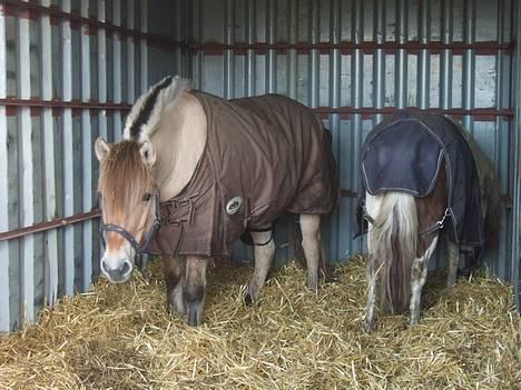 Fjordhest Trine Birkelund (Truntte) - wee der her er HYGGE!!! :P  © billede 8