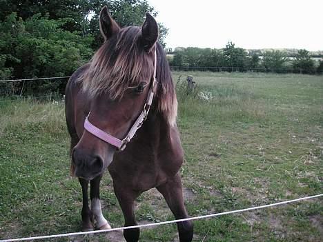 Welsh Cob (sec D) De Busies Bound for Glory - dagen efter glory kom, hun har fået ny grime, i en rigtig pige farve :) billede 3