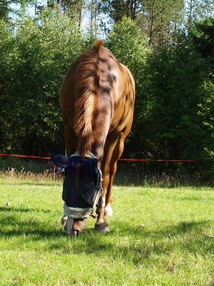 New Forest ATHENA - 6 sommere har vi haft sammen nu - og tro mig når jeg siger at der kommer mange flere ;D billede 3