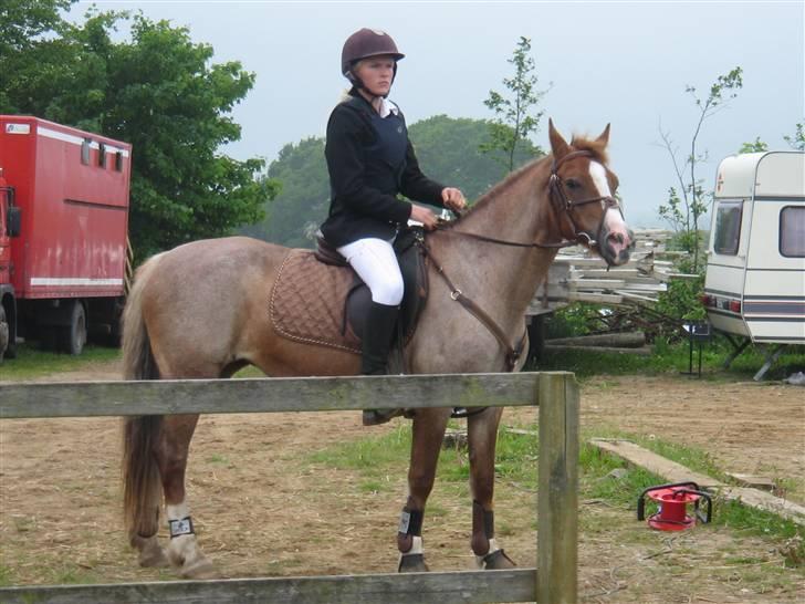 Welsh Cob (sec D) Hatting Kiss - Stævne Thorsø. :p billede 9