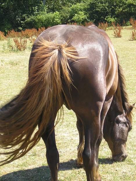 Welsh Cob (sec D) Låddenhøjs Django - Der er mere kød på rumpen nu :) billede 6