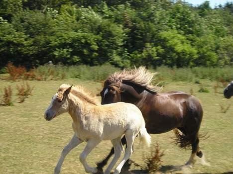 Welsh Cob (sec D) Låddenhøjs Django - Django jagter Baby billede 7