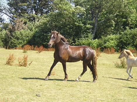 Welsh Cob (sec D) Låddenhøjs Django billede 8