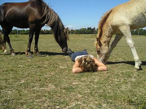 Welsh Cob (sec D) Låddenhøjs Django - Django og Baby æder Ann Helene billede 9