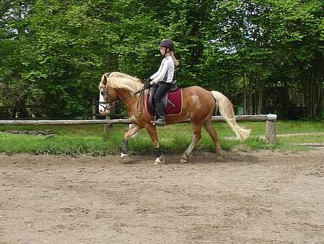 Anden særlig race | Jambo *Solgt* - *10* Foto: Min mor billede 10