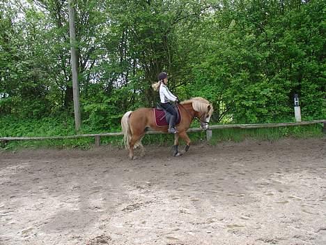 Anden særlig race | Jambo *Solgt* - *11* Foto: Min mor billede 11