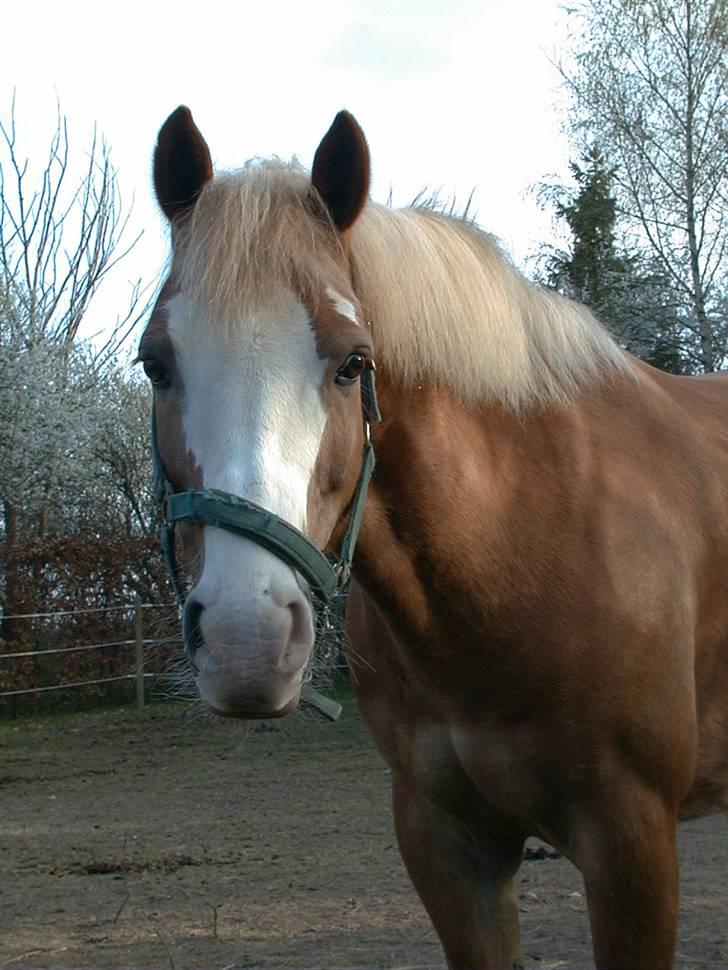 Anden særlig race | Jambo *Solgt* - *12* Foto: Min mor billede 12